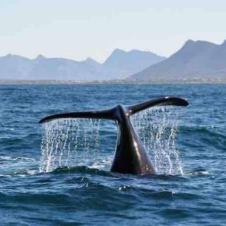 Central Modern Studio Apartment, Hermanus Waterfront Esterno foto