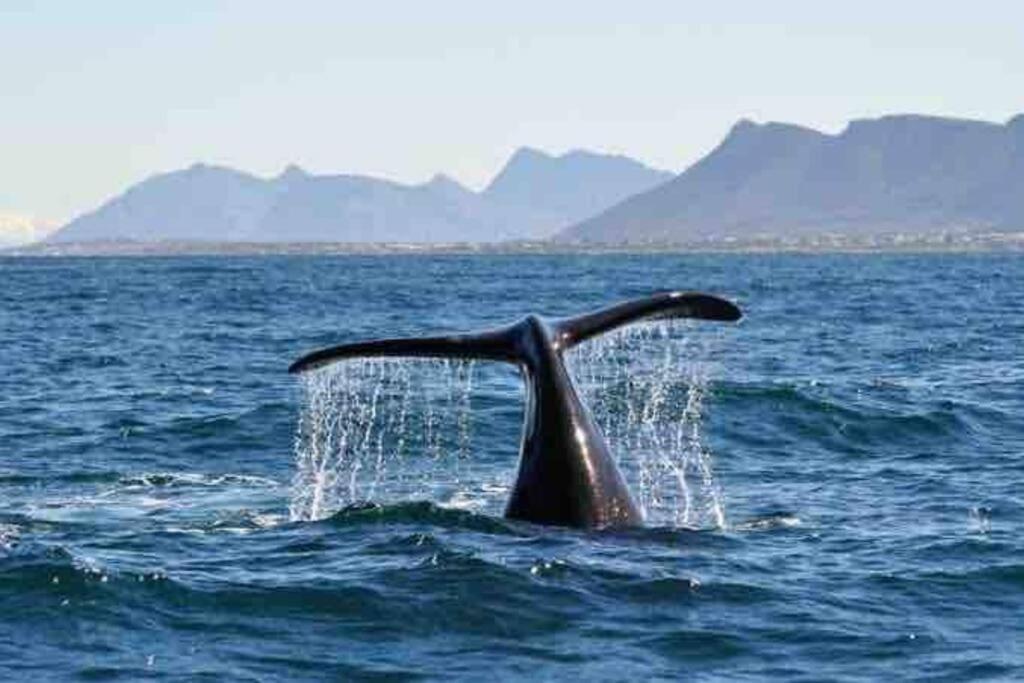 Central Modern Studio Apartment, Hermanus Waterfront Esterno foto
